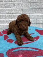 Marlee, a female Miniature Goldendoodle for sale in Walnut, MS – Photo 5 of 7