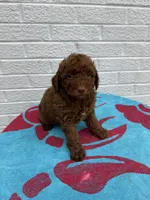 Marlee, a female Miniature Goldendoodle for sale in Walnut, MS – Photo 7 of 7