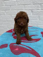 Marlee, a female Miniature Goldendoodle for sale in Walnut, MS – Photo 6 of 7