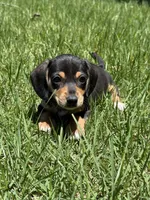 Bella, a female Miniature Dachshund for sale in Walnut, MS – 5 of 7