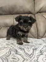 Rosco, a male Morkie for sale in Walnut, MS – 3 of 7