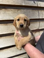 Maggie, a female Golden Retriever for sale in Walnut, MS – Photo 3 of 6