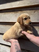 Maggie, a female Golden Retriever for sale in Walnut, MS – Photo 5 of 6