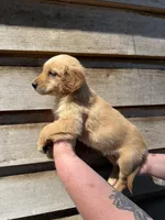 Maggie, a female Golden Retriever for sale in Walnut, MS – Photo 2 of 6