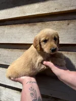 Maggie, a female Golden Retriever for sale in Walnut, MS – Photo 4 of 6