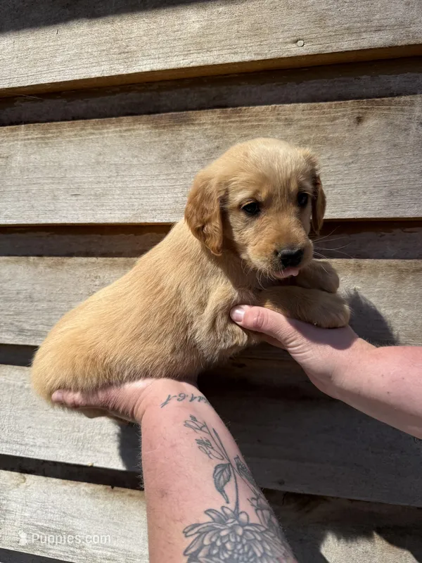 Maggie – Golden Retriever puppy for sale in Walnut, MS