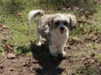 Jaminson , a male Shih Tzu for sale in Walnut, MS – 7 of 7