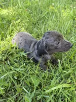Stella, a female Miniature Dachshund for sale in Walnut, MS – 6 of 7