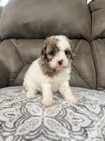 Maggie, a female Cavapoo for sale in Walnut, MS – 8 of 8