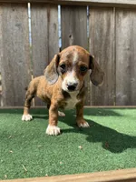 Tinker, a female Miniature Dachshund for sale in Walnut, MS – 3 of 6
