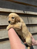 Remington, a male Golden Retriever for sale in Walnut, MS – Photo 5 of 6