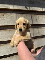 Remington, a male Golden Retriever for sale in Walnut, MS – Photo 3 of 6