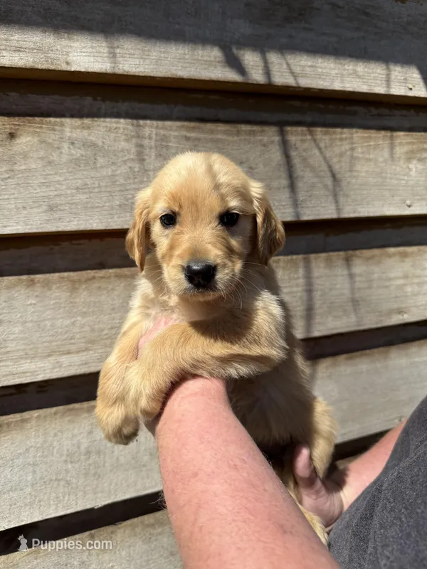 Remington – Golden Retriever puppy for sale in Walnut, MS