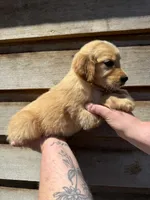 Remington, a male Golden Retriever for sale in Walnut, MS – Photo 2 of 6