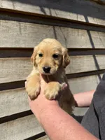 Remington, a male Golden Retriever for sale in Walnut, MS – Photo 4 of 6