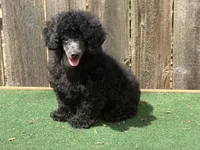Chase, a male Poodle - Miniature  for sale in Walnut, MS – 2 of 5