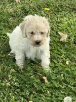 Lulu, a female Miniature Goldendoodle for sale in Walnut, MS – Photo 2 of 6