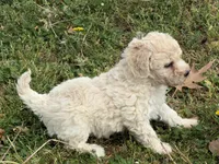 Lulu, a female Miniature Goldendoodle for sale in Walnut, MS – Photo 4 of 6