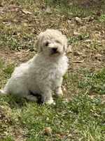 Lulu, a female Miniature Goldendoodle for sale in Walnut, MS – Photo 6 of 6