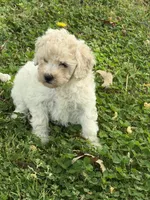 Lulu, a female Miniature Goldendoodle for sale in Walnut, MS – Photo 3 of 6