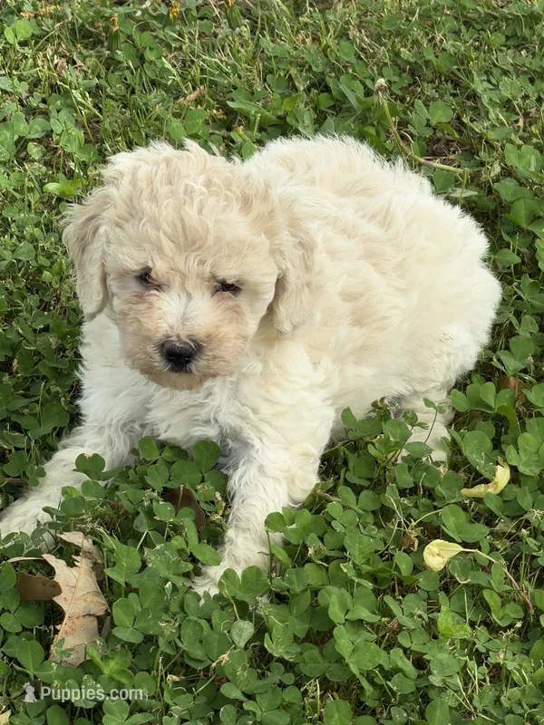 Lulu – Miniature Goldendoodle puppy for sale in Walnut, MS