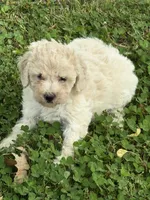 Lulu, a female Miniature Goldendoodle for sale in Walnut, MS – Photo 1 of 6