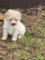Lulu, a female Miniature Goldendoodle for sale in Walnut, MS – Photo 5 of 6