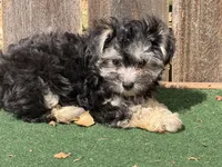 Gus, a male Morkie for sale in Walnut, MS – 3 of 3