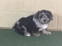 Penny, a female Yorkipoo for sale in Walnut, MS – 5 of 7