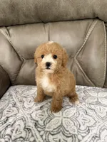 Bear, a male Miniature Goldendoodle for sale in Walnut, MS – 2 of 8