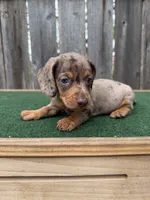 Tazz, a male Miniature Dachshund for sale in Walnut, MS – 7 of 8