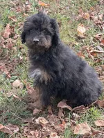Hamilton , a male Poodle - Miniature  for sale in Walnut, MS – 4 of 5