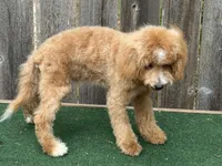 Oliver , a male Bichpoo for sale in Walnut, MS – 1 of 7