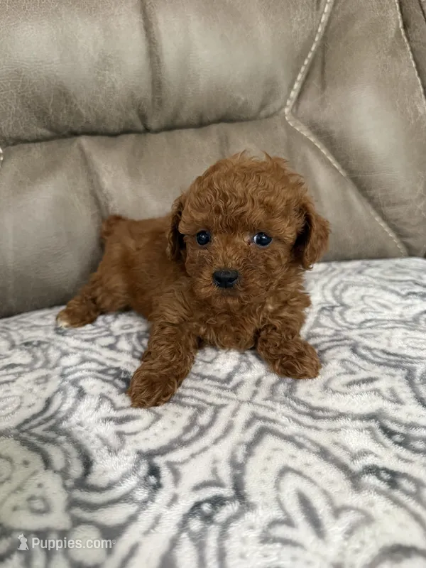 Macy – Poodle - Miniature  puppy for sale in Walnut, MS