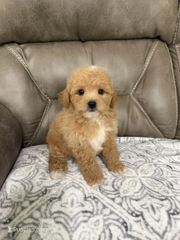 Buddy – Miniature Goldendoodle puppy for sale in Walnut, MS
