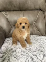 Buddy, a male Miniature Goldendoodle for sale in Walnut, MS – 1 of 8