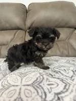 Rosco, a male Morkie for sale in Walnut, MS – 6 of 7