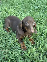 Addias , a male Miniature Dachshund for sale in Walnut, MS – 3 of 4