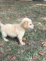 Maggie, a female Golden Retriever for sale in Walnut, MS – 1 of 5