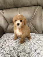 Bear, a male Miniature Goldendoodle for sale in Walnut, MS – 6 of 8