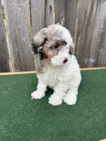 Ella, a female Cavapoo for sale in Walnut, MS – 5 of 7