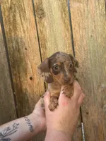 Damon, a male Miniature Dachshund for sale in Walnut, MS – 2 of 5