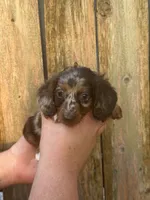 Gabe, a male Miniature Dachshund for sale in Walnut, MS – 3 of 6