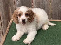 Galen , a male Cockapoo for sale in Walnut, MS – 2 of 5