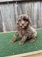 Cooper, a male Poodle - Miniature  for sale in Walnut, MS – 7 of 7