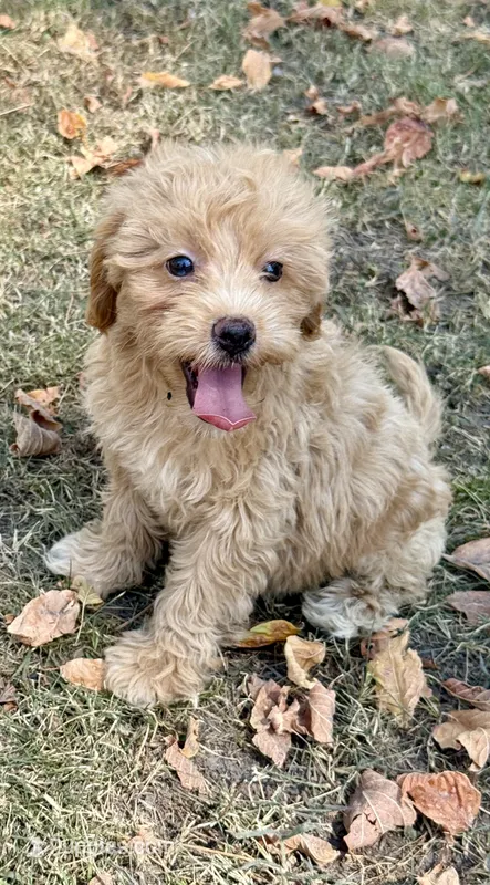 Marlee – Miniature Goldendoodle puppy for sale in Walnut, MS