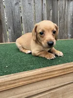 Toby, a male Miniature Dachshund for sale in Walnut, MS – 3 of 8
