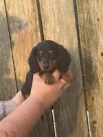 KJ, a male Miniature Dachshund for sale in Walnut, MS – 4 of 4