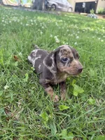 Bella, a female Miniature Dachshund for sale in Walnut, MS – 4 of 8