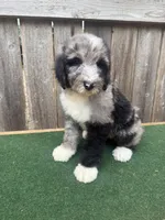 Daisey, a female Bernedoodle for sale in Walnut, MS – 5 of 8
